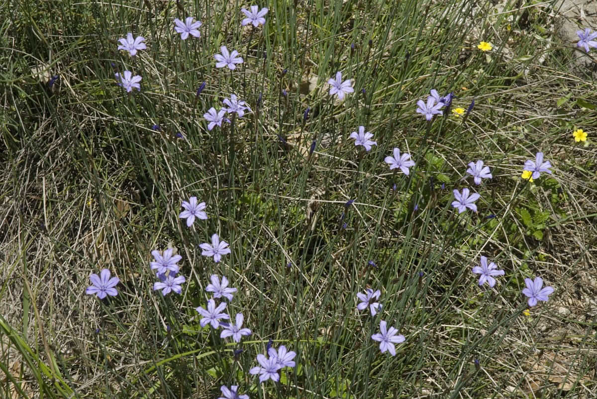 Aphyllanthes monspeliensis, Aphyllanthes